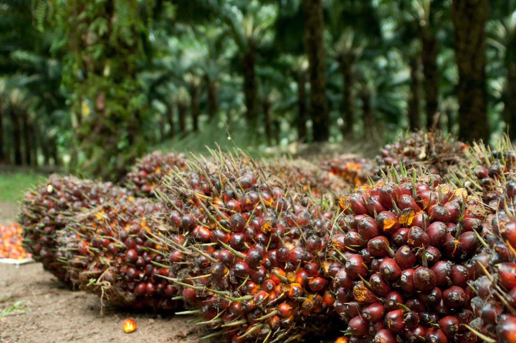 Harga Minyak Mentah Sawit Naik Tipis. Sinar Mas Replanting Perdana di Riau