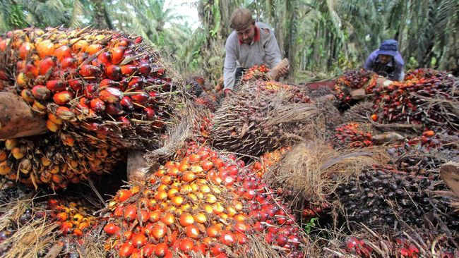 Presiden Tandatangani Perpres Sistem Sertifikasi Perkebunan Kelapa Sawit Berkelanjutan Indonesia. Ini Tujuannya