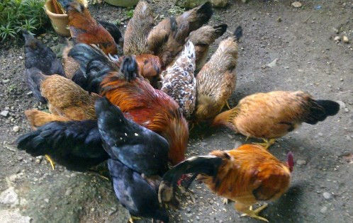 Bisnis Ternak Ayam Kampung Menjanjikan. Harga Dagingnya Lebih Stabil