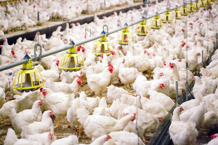 Peluang Bagi UKM: Konsumsi Terus Meningkat, Bisnis Peternakan Ayam Masih Menjanjikan