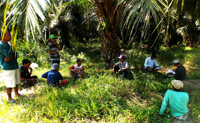 PTPN V Perkuat Produktivitas Petani Sawit, Dukung Program Green Fuel 