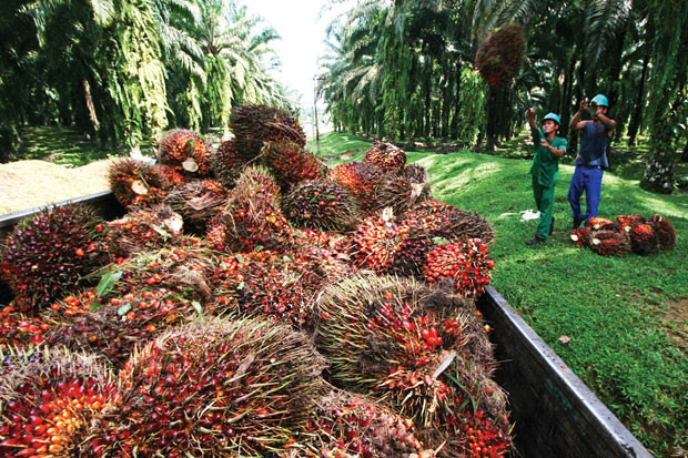 Ini yang Akan Dilakukan Pemerintah untuk Menyalip Produktivitas Kelapa Sawit Malaysia  