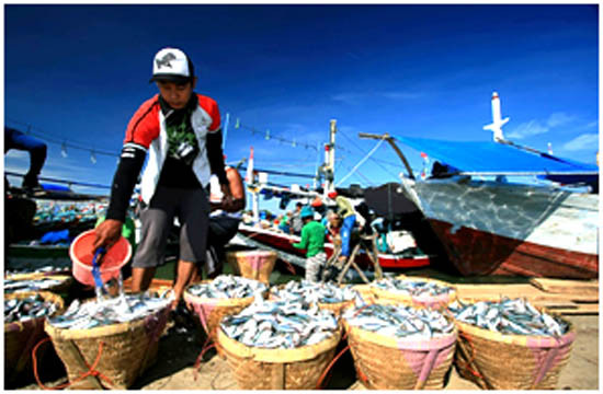 Angkat Nilai Ekspor, Sulawesi Utara Pacu Produksi Perikanan dan Pertanian