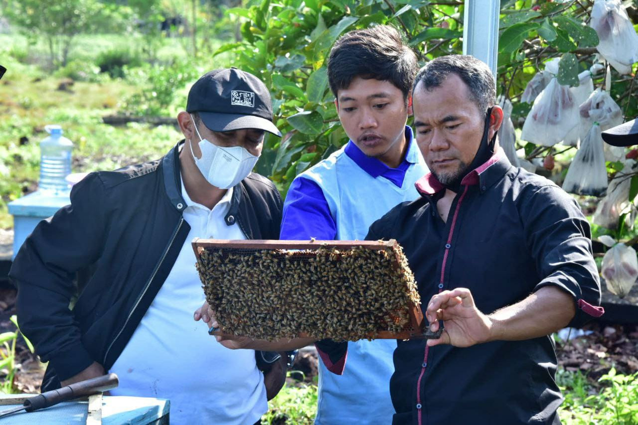 Madu Lebah Asli Pulau Bengkalis Dijamin Mantap, Rupat Terkenal Madu Klanceng-nya
