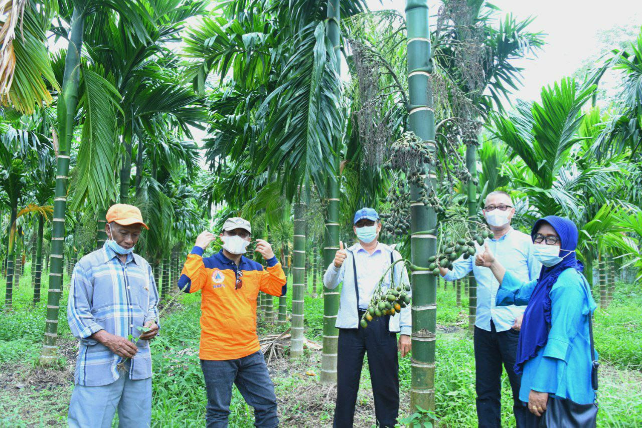Pemkab Bengkalis Dukung Kembangkan Komoditi Pinang Lonjong, Apresiasi Penuh Kelompok Tani