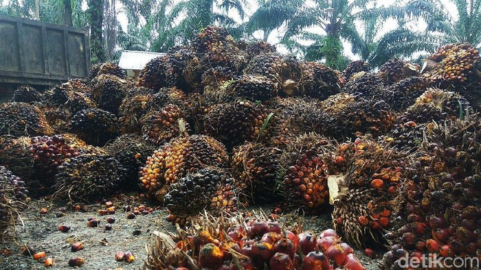 Mantap, Harga Sawit Riau Naik Lagi, Pekan Ini Dijual Rp2.426,19 per Kg