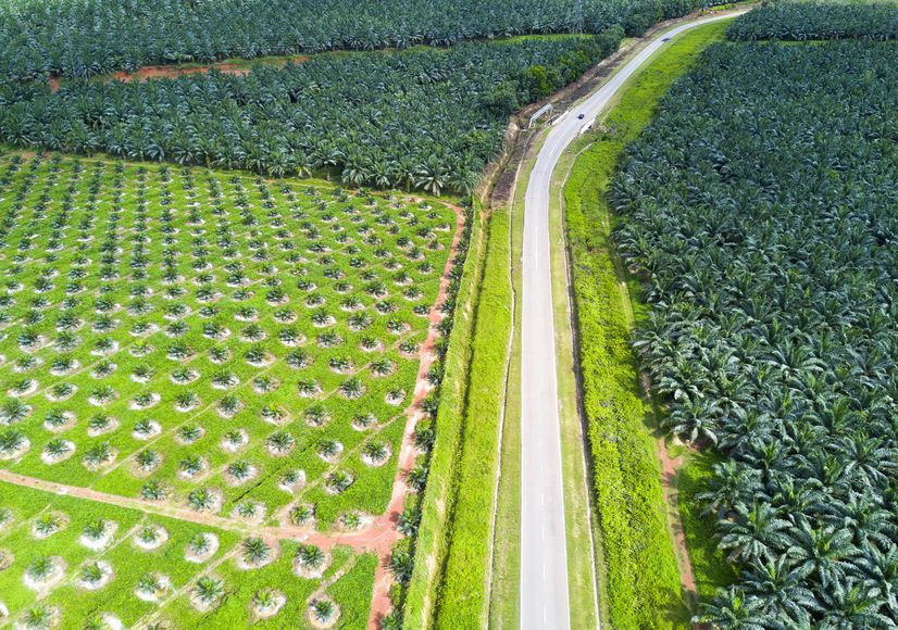 Provinsi Riau Targetkan Replanting Sawit Seluas 26.500 Ha   