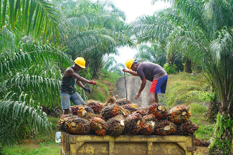Menko Perekonomian Airlangga Hartarto: Industri Kelapa Sawit Nasional Perkuat Kemitraan Petani