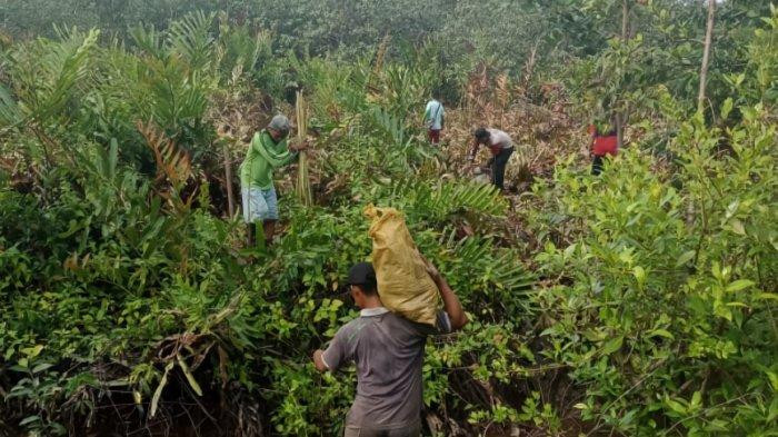 Kisah Unik Warga Desa Kepau Riau saat Tanam Mangrove