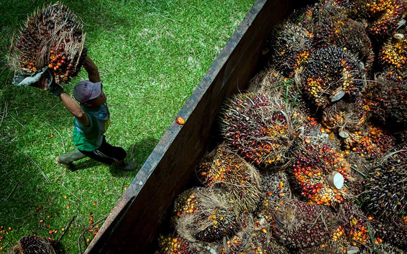 Riau Nomor 1, 5 Daerah Penghasil Kelapa Sawit Terbesar di Indonesia