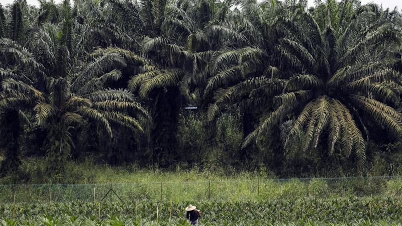 Solusi Bagi Kebun Sawit Ilegal di Riau, Pemerintah Beri Tiga Jalan