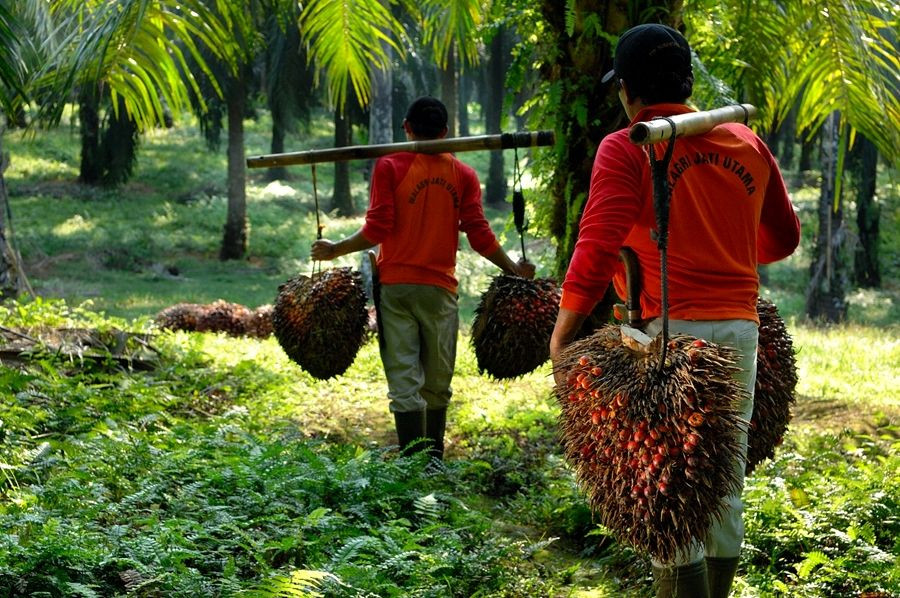 Kondisi Petani Sawit Riau saat Harga Bikin Prihatin