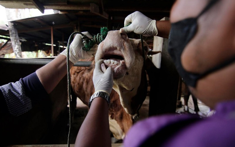 Terbaru, Disnakkewan Riau Temukan Kasus Penyakit Mulut dan Kuku Sapi di Rokan Hulu