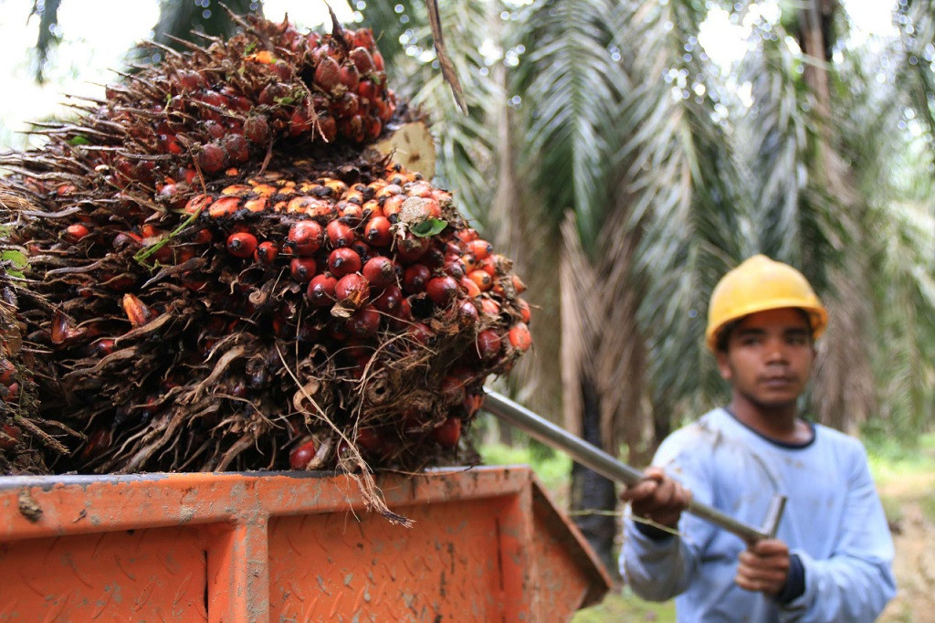 Petani Minta Riau Aturan Tambahan Supaya Ekspor Dicabut, Paparkan Cara Perbaiki Harga Sawit
