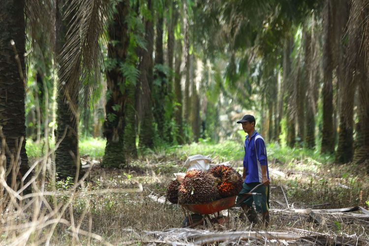 Menyiasati Mahalnya Harga Pupuk, Ini Strategi Petani Sawit Riau