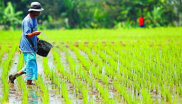 Digital Farming, Upaya Bank Indonesia untuk Tingkatkan Produksi Pangan Strategis