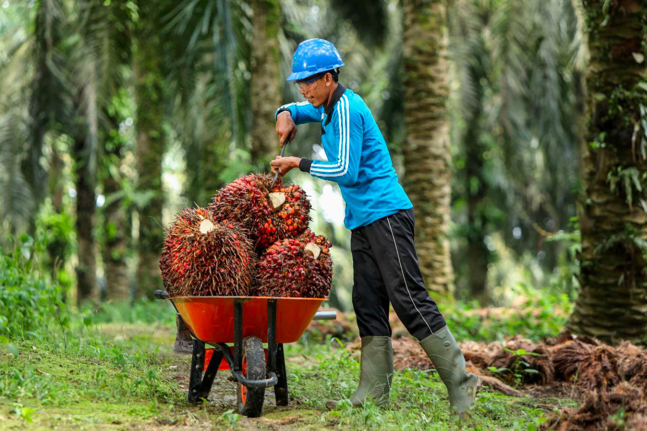 Syarat Petani Sawit di Riau Bisa Dapat Program PSR Rp30 Juta Per Hektar