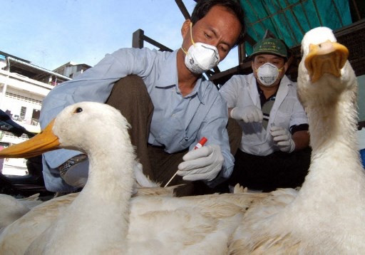 Waspada Flu Burung, Pemrov Riau Kirim Sampel Ayam Mati ke BVET Bukittinggi
