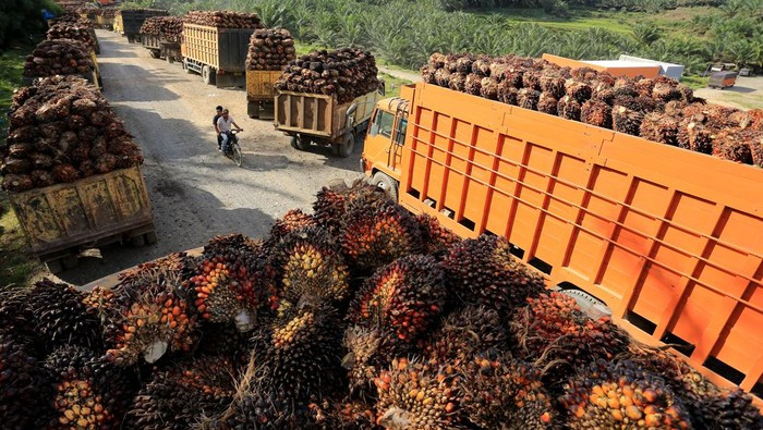 Tiga Opsi dari Bappebti Bikin Bursa Minyak Sawit ala Indonesia