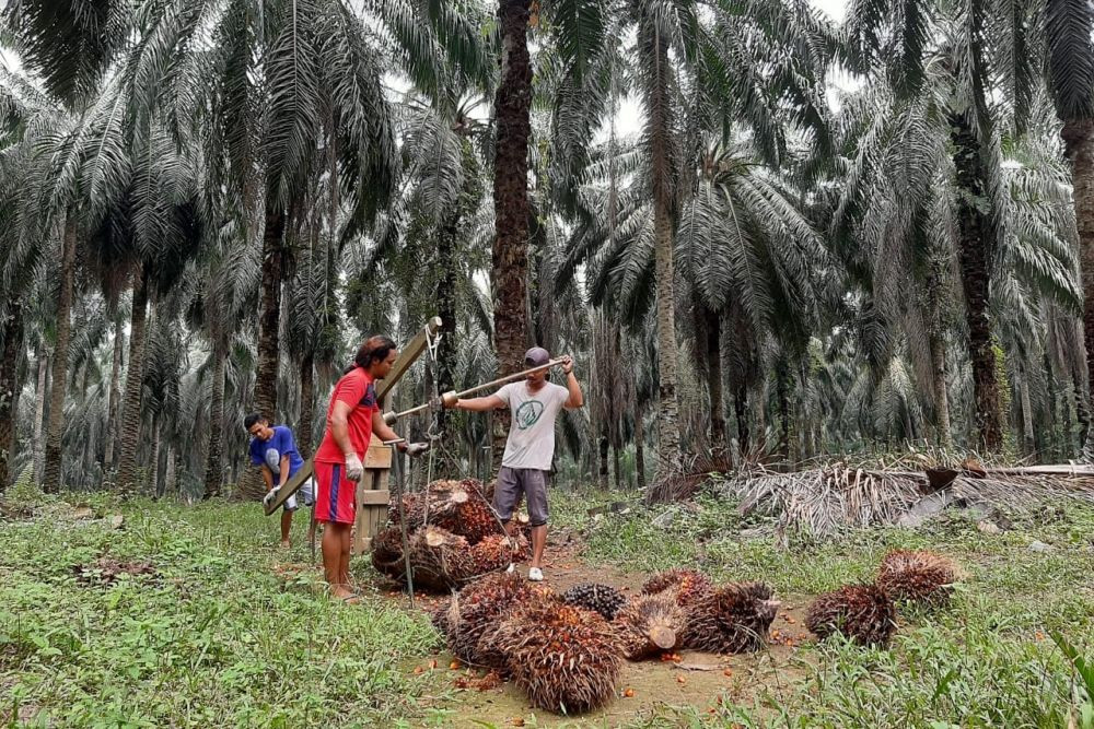 PalmCo Harap Dorong Peremajaan Kelapa Sawit Petani Riau