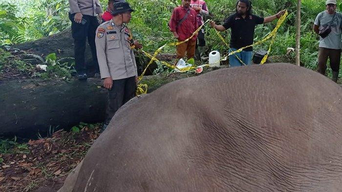 Gajah Latih Balai Tesso Nilo Berusia 46 Tahun Mati di Pelalawan. Sebelumnya Ditemukan Lemas dan Gading Hilang